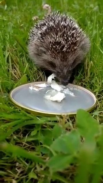 #вкусно! 🥛🦔😊