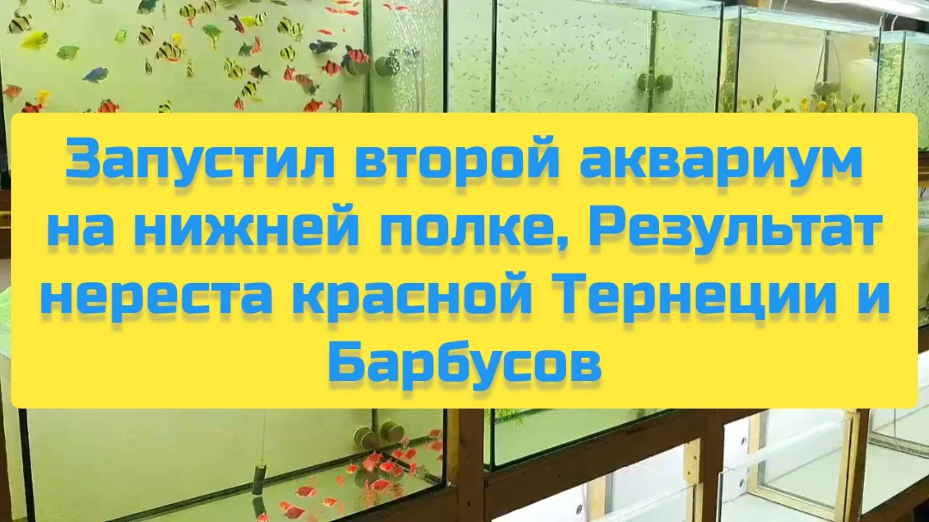 ЗАПУСТИЛ ВТОРОЙ АКВАРИУМ НА НИЖНЕЙ ПОЛКЕ РЕЗУЛЬТАТ НЕРЕСТА КРАСНОЙ ТЕРНЕЦИИ И БАРБУСОВ