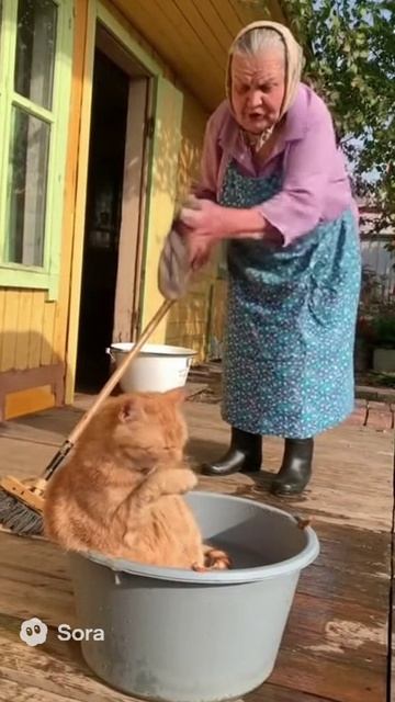 Бабка ругает кота бабка кот орет швабра cat sora ии funny мем юмор memes