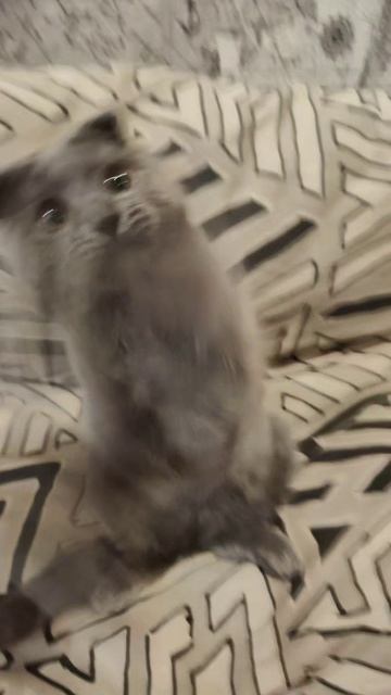 Котик Дымок🥰