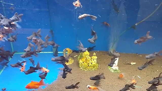 аквариумные рыбки 🐠