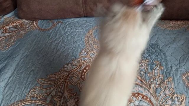 Котёнок играет. Пушистая кошечкалапочкамурка