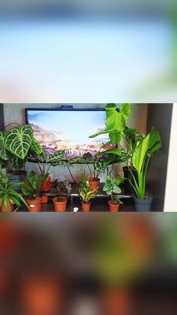 Когда жена цветовод🌱😢