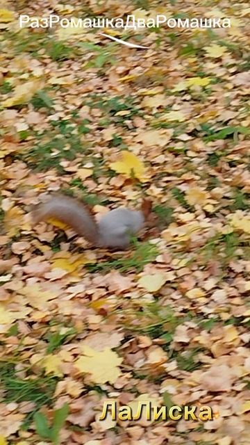 10.10.2025 Красавишна в парке🐿️🐿️🐿️#shorts