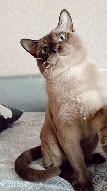 Свободный котик породы европейской Бурмы в Брид