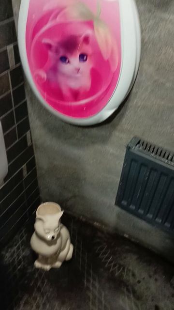 Туалет в Мурариуме. Там тоже кошки 😾