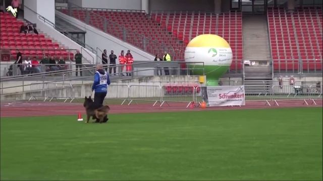 20 Отл. XAVI V. Holtkamper Hof +++ №1532. BZSZ 2025 немецких овчарок