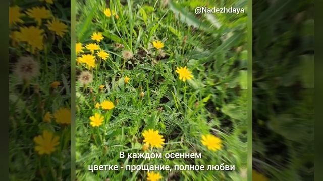 Послание из осеннего сада🍂🍁🍂