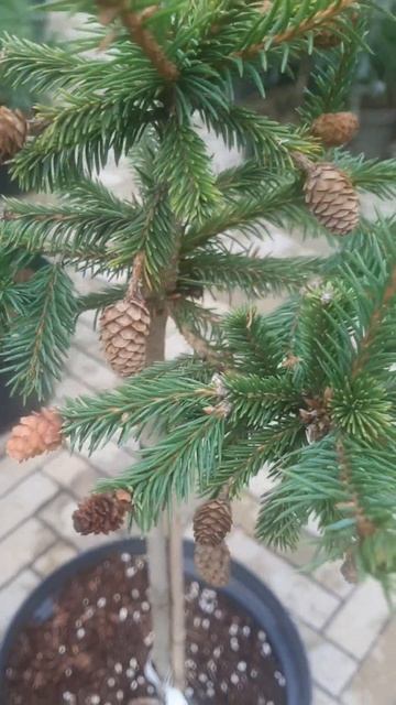 ❤🌲Ель Пуш на штамбе | Telegram: 
✔Продажа растений в телеграм канале: Https://t.me/love_is_hvoiny_dv