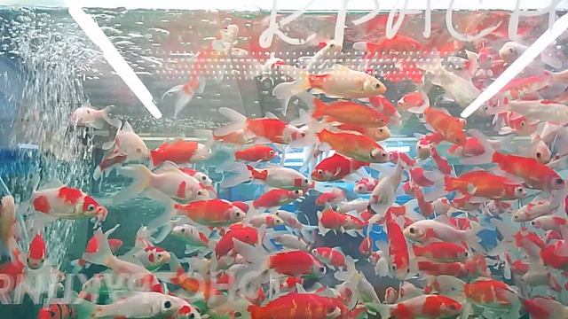 аквариумные рыбки 🐠