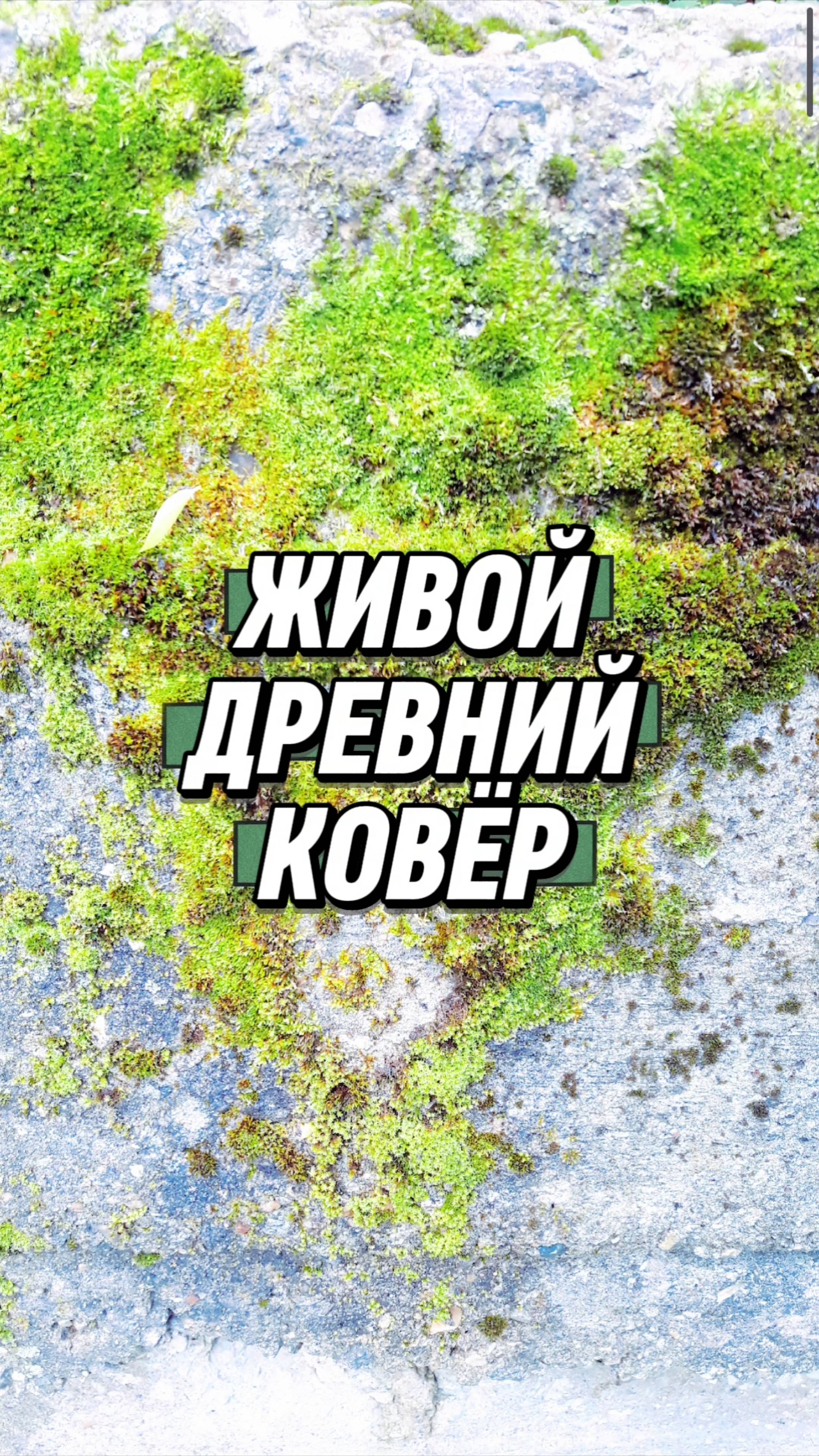 Самый древний сад планеты  мох. Молчаливый хранитель влаги и времени