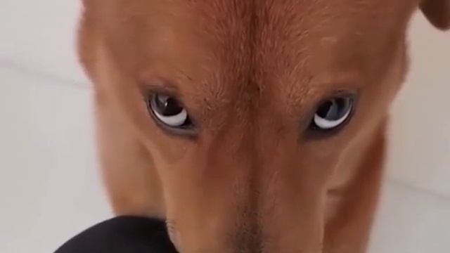 Такпроявляетсяистиннаядружбамеждулюдьмииживотными