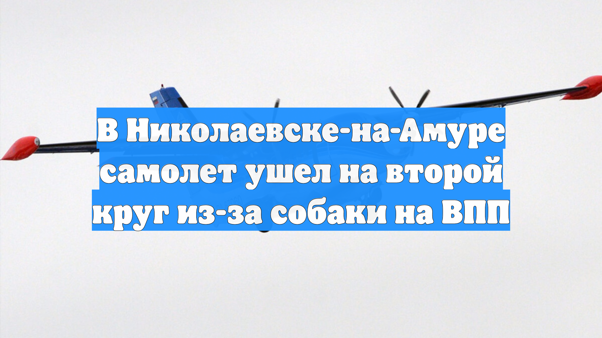 В Николаевске-на-Амуре самолет ушел на второй круг из-за собаки на ВПП