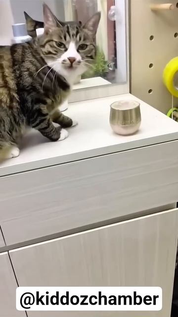 POV - Your Cats Is The Best Actor In The Universe 🥰