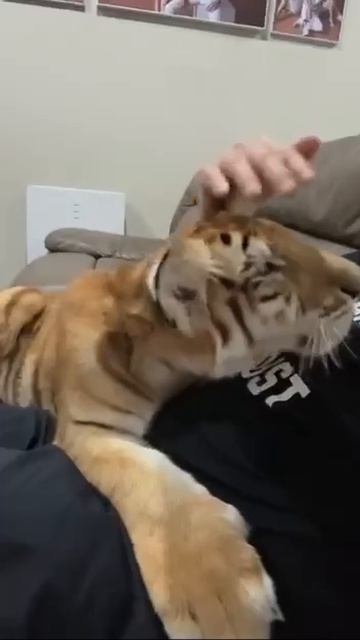 Купил на рынке котика, сказали больше не вырастит, надеюсь, не обманули 😼