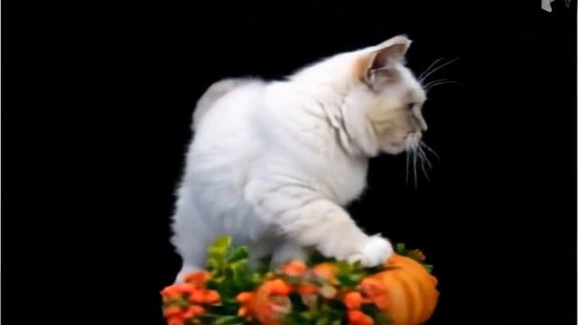 Котята породы рэгдолл. Питомник кошек.