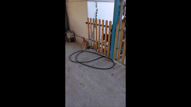 Собака. Кот. Том и Фокс