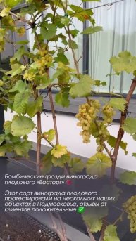 Бомбические гроздья винограда 😍