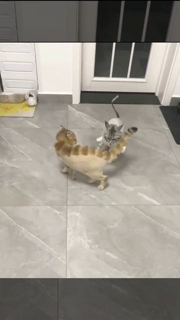 Очень модные котики