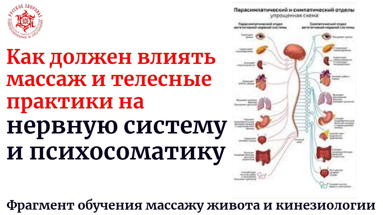 Как должен влиять массаж и телесные практики на нервную систему и психосоматику. Фрагмент обучения