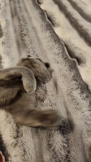 Котик Дымок🥰