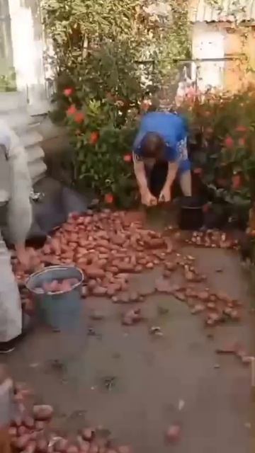 Уборка картошки.mp4