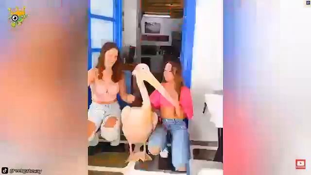 Те_случаи,_когда_ЖИВОТНЫЕ_в_ЯРОСТИ_или_ОТЖИГАЮТ_