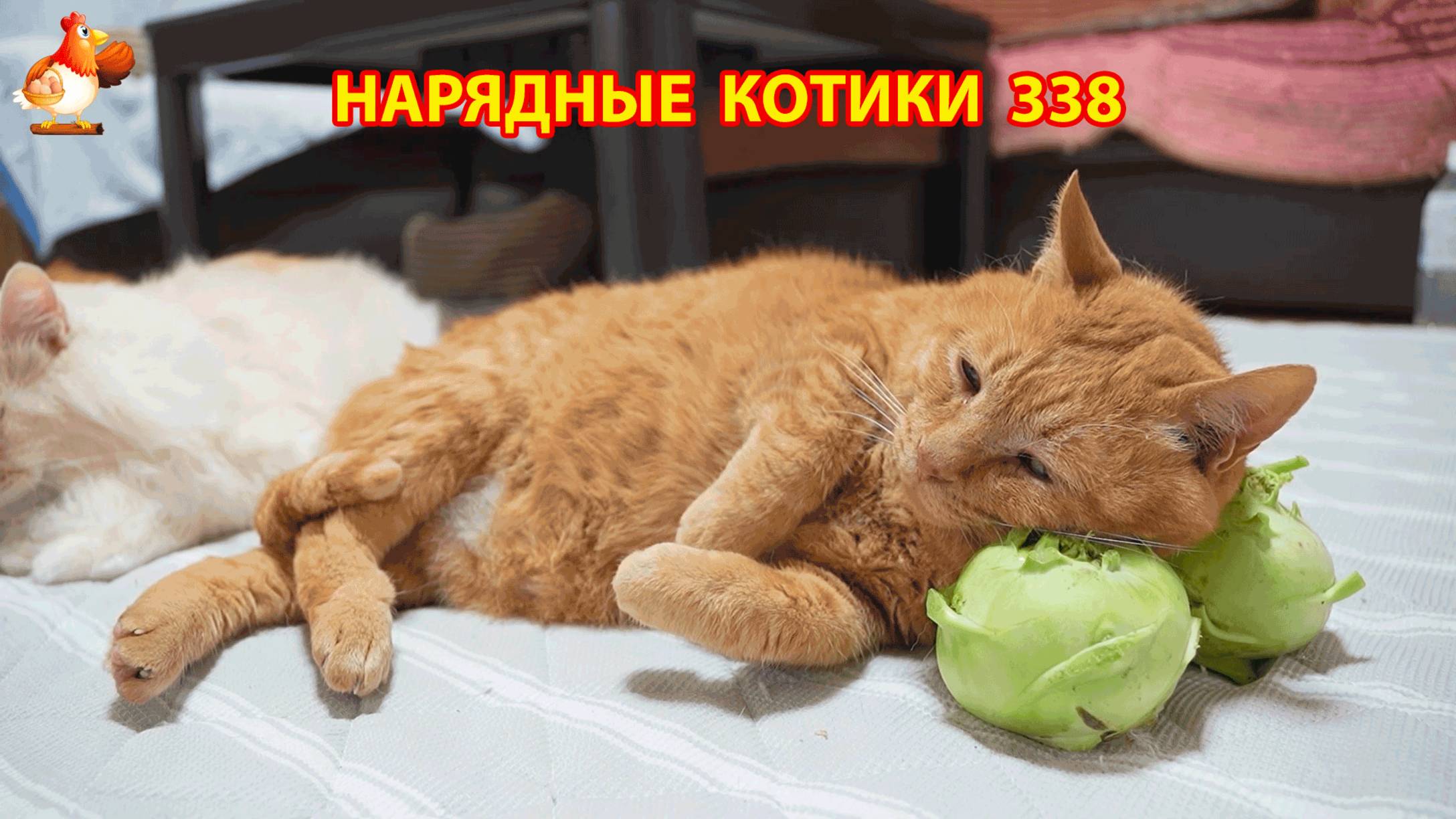 Нарядные Котики расслабляются на солнышке   338