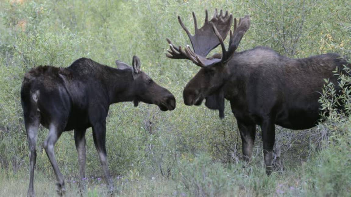 Moose to You!