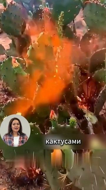 Зачем он жгет кактусы? #сельхозтехника #трактор