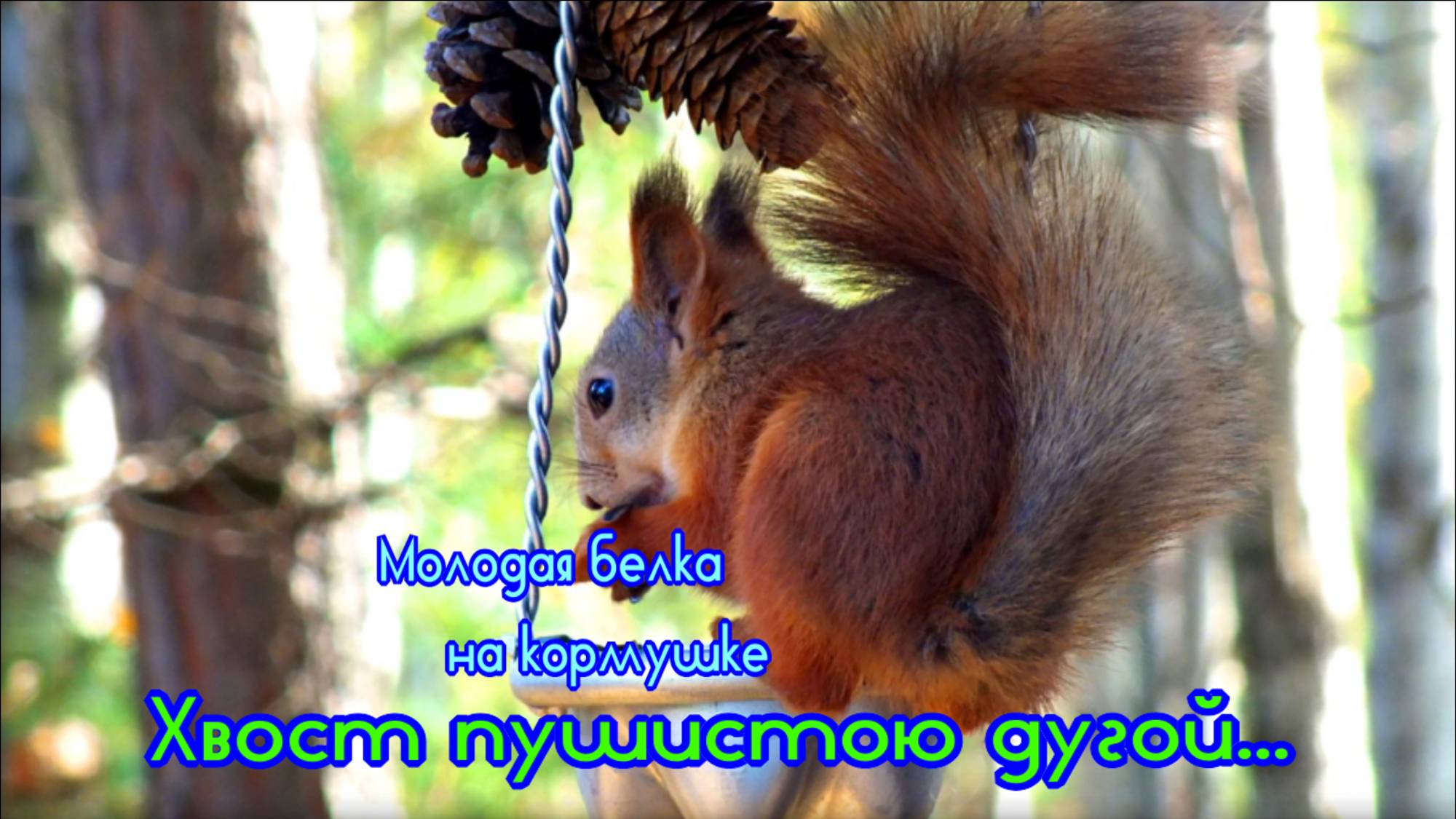Молодая белка с красивым хвостом