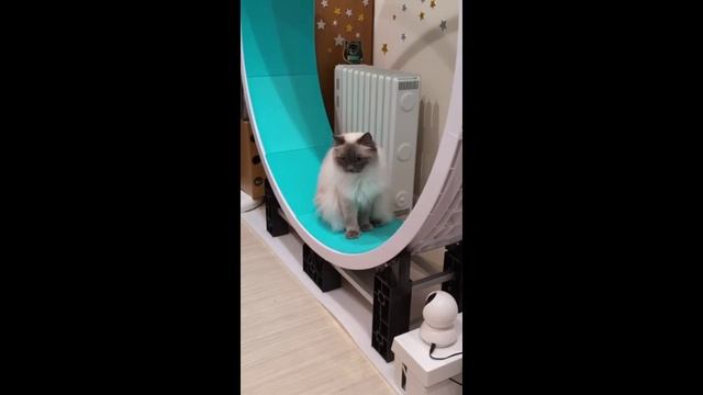 Кошка притворяется что не умеет бегать в колесе. Но хозяйка знает правду