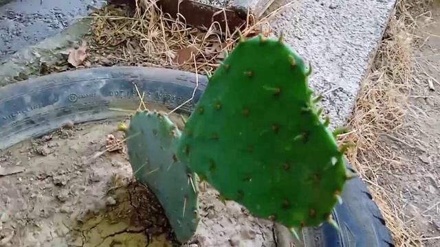 1000055153.mp4