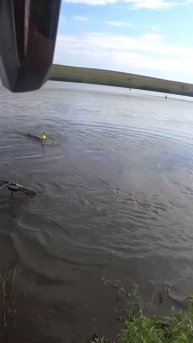 Толстолобик на 16,5 кг.