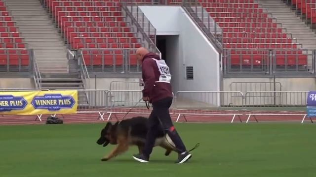 30 Отл. BIGO v. Eichenplatz  1531. BZSZ 2025 немецких овчарок