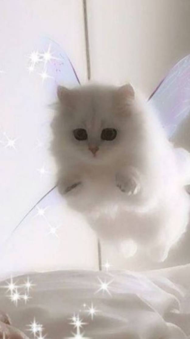Эдит для котиков
