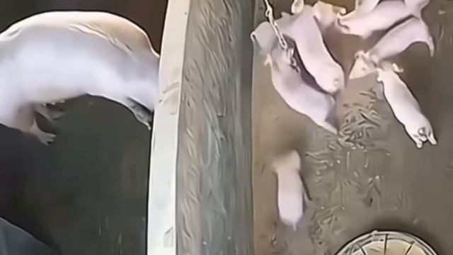 ЮМОР))))))