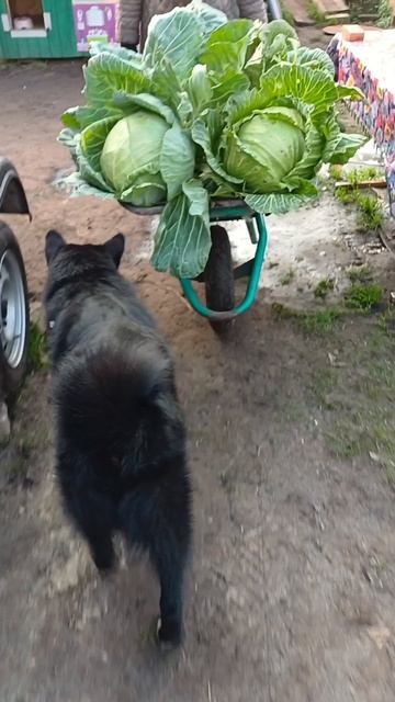 Рубим капусту💯👍