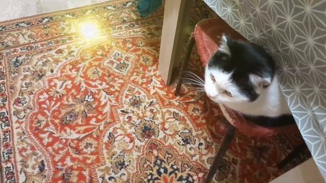 МУСЬКА УТРОМ НА КУХНЕ😻😼🙀💥