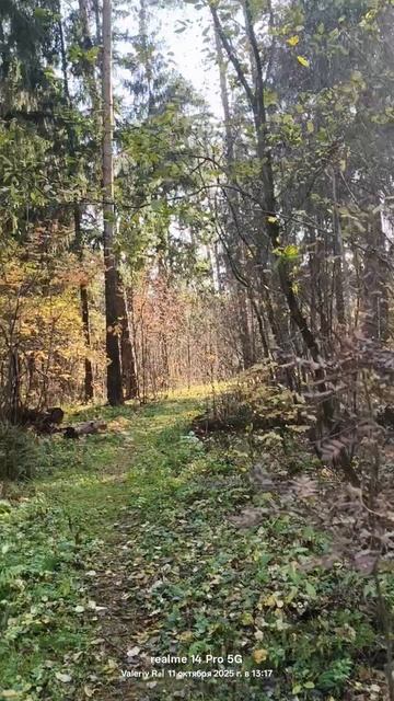 Прогулка в подмосковном лесу   11.10.2025