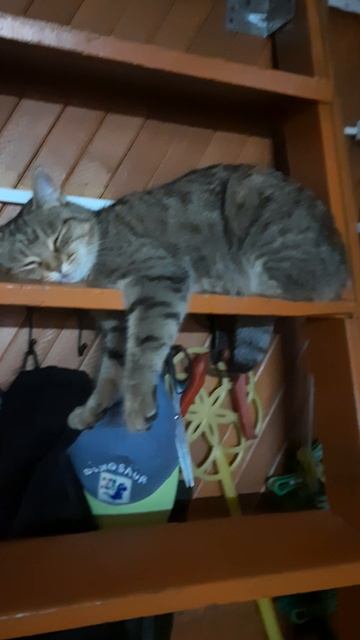 кошачий релакс