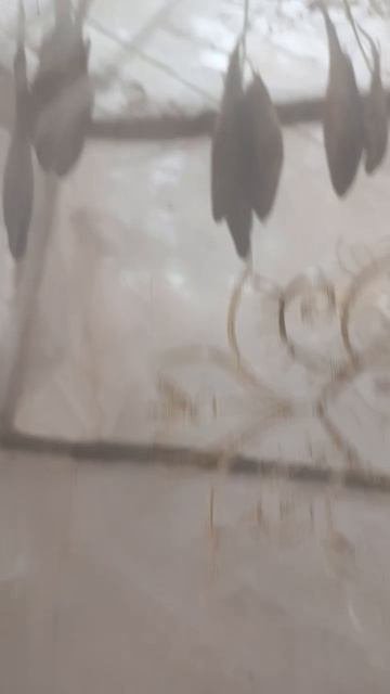 1000065441.mp4