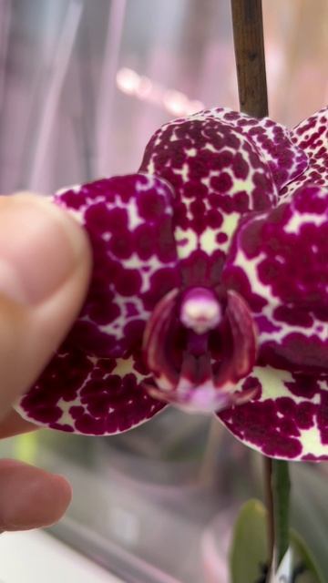 Дикий кот ( Phal. Wild Cat)