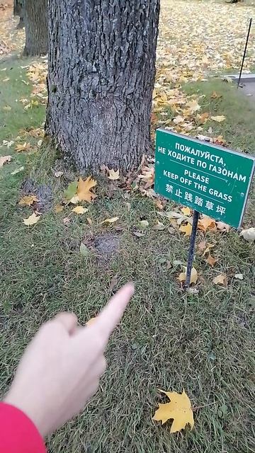 VID_20251012_135236.mp4
