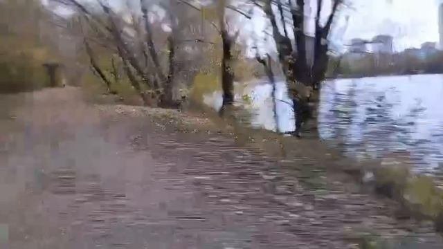 12-10-2025 Одинокая утка