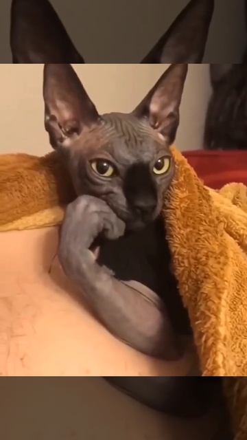 Призадумался наш котэ🤔🤫😻