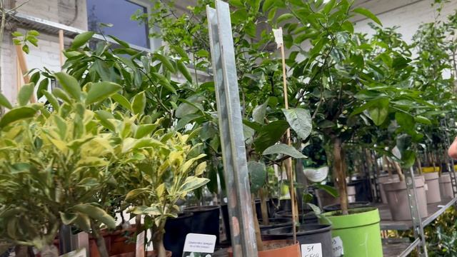 Обзор растений в Санкт-Петербурге часть 1