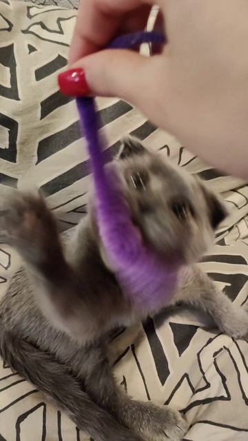 Котик Дымок🥰