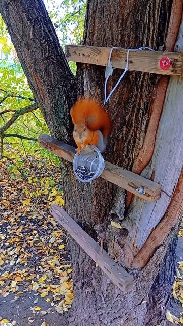 Чдесная пора осень


осень белка