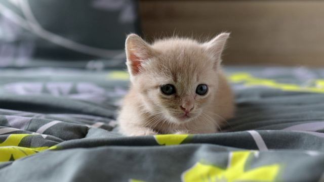 Весёлый КОТИК